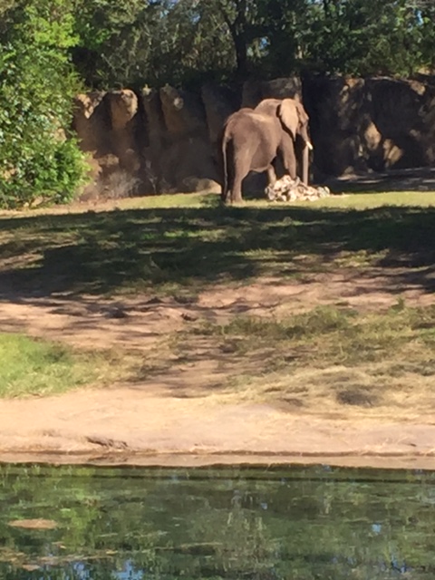 animal-kingdom-elephant